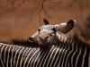 Zebras, Kenya, Africa